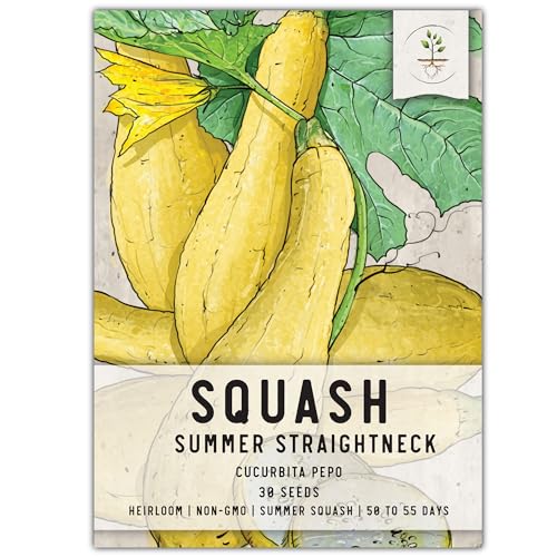 Straightneck Squash Seeds - 30 Heirloom Seeds for Summer Garden