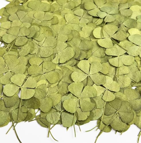 24 Mini Real Pressed Four Leaf Clover Flowers for Crafting