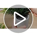 8 Pack Christmas Small Artificial Cedar Bush Tree - White Variation
