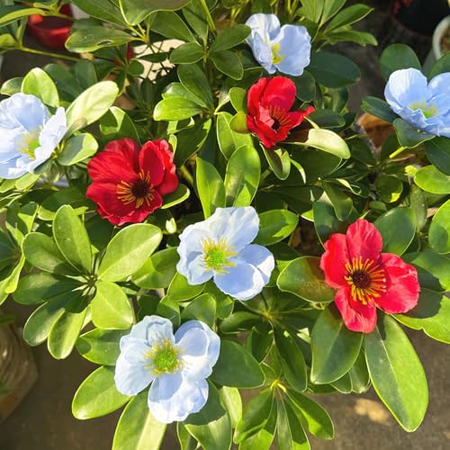 Artificial Poppy Flower Heads 20pcs Light Blue Silk Fake Flowers