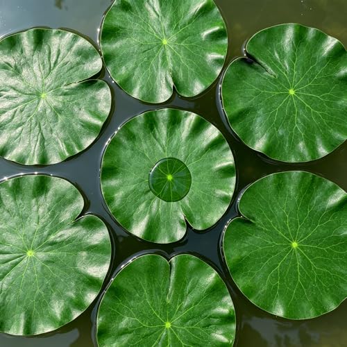 Chedin 10Pcs Floating Lily Pads Set - Realistic Foam Leaves for Ponds & Pools