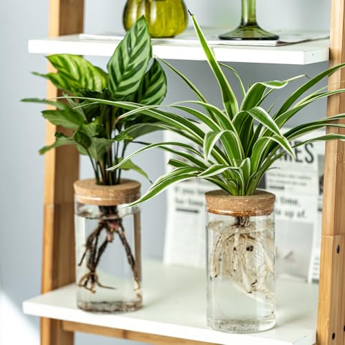 Set of 2 Glass Propagation Vases for Plants - Large & Small