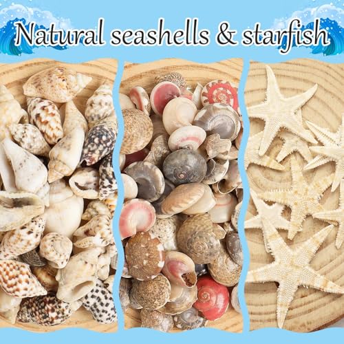 2000 PCS Natural Mini Sea Shells & 20 Starfish for Crafts and Vase Fillers