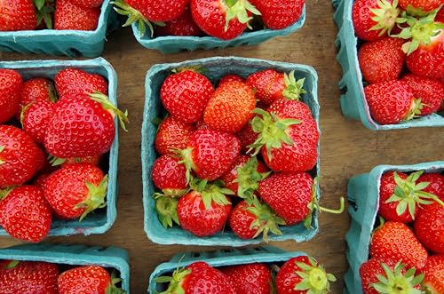 Green Berry Basket - 15 Pack Vented Produce Containers for Fruits & Vegetables
