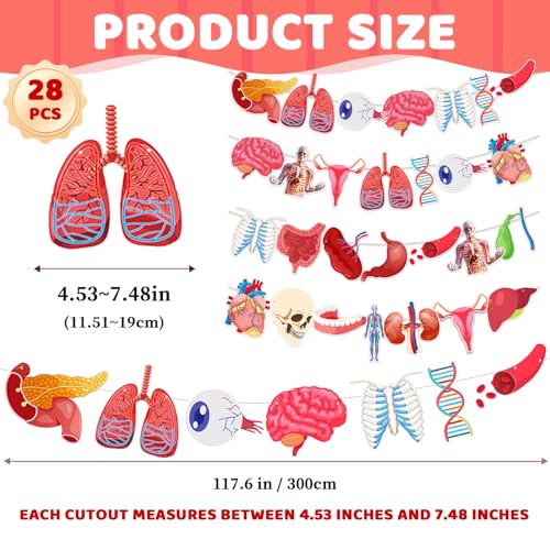 Anatomy Themed Hanging Banner - 28 Pcs Human Body Parts Cutouts