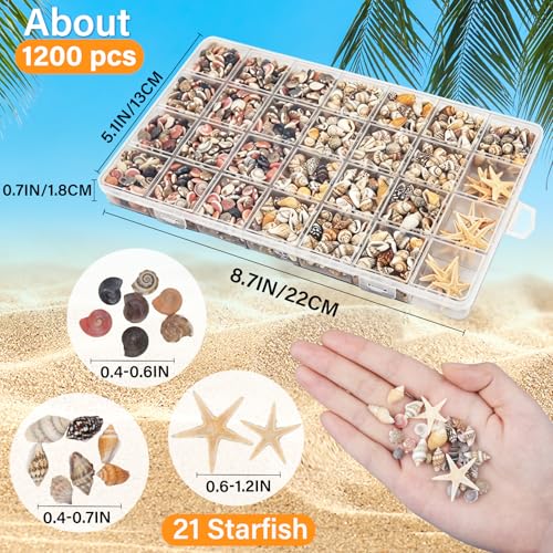 1200 PCS Natural Tiny Seashells & Starfish for Crafts & Decor