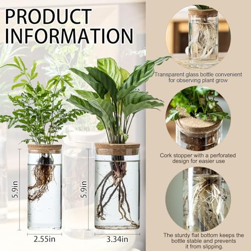 Set of 2 Glass Propagation Vases for Plants - Large & Small