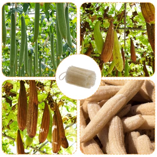 Natural Loofah Sponge 2-Pack Organic Exfoliating Body Scrubber for Shower