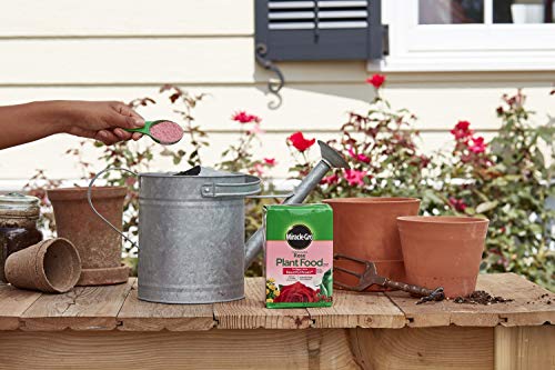 Miracle-Gro Water Soluble Rose Plant Food 1.5 lb. (2-Pack) for Boosting Bloom Size