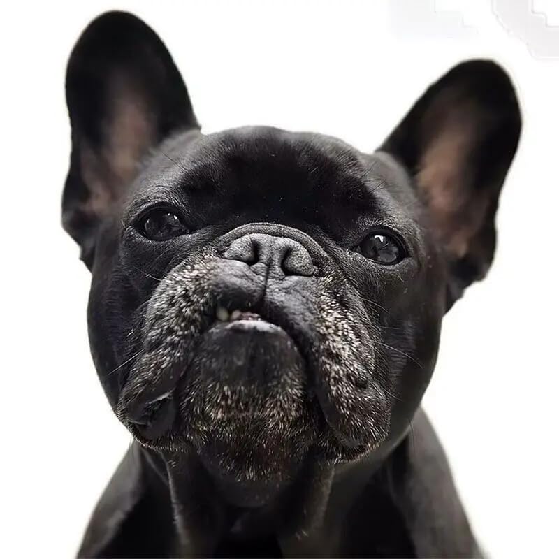 2-Pack Black French Bulldog Car Stickers - Waterproof Vinyl Decals