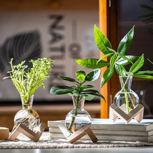 Hydroponic Propagation Station with Wooden Stand - Glass Bulb Vases
