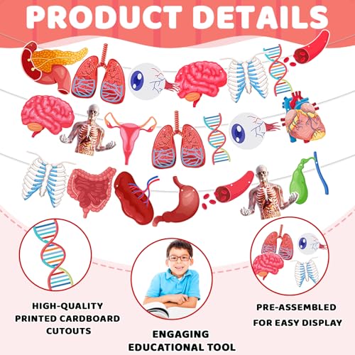 Anatomy Themed Hanging Banner - 28 Pcs Human Body Parts Cutouts