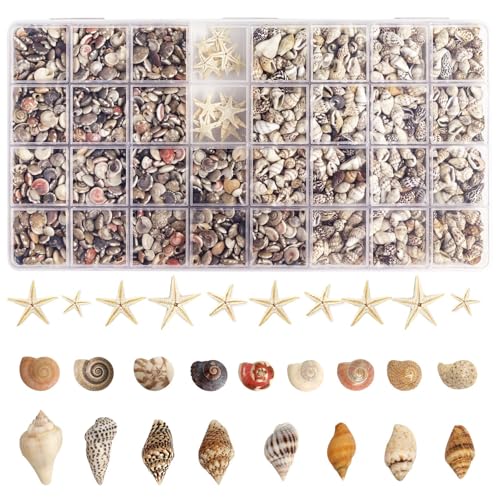 2000 PCS Natural Mini Sea Shells & 20 Starfish for Crafts and Vase Fillers