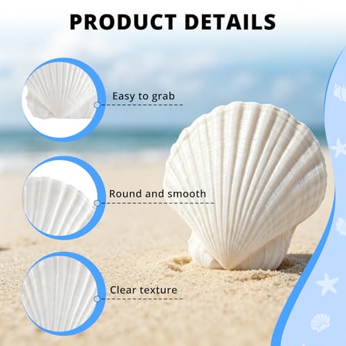 30PCS 2.5-3 Inch Natural White Scallop Shells for Crafts, Decor & Aquariums