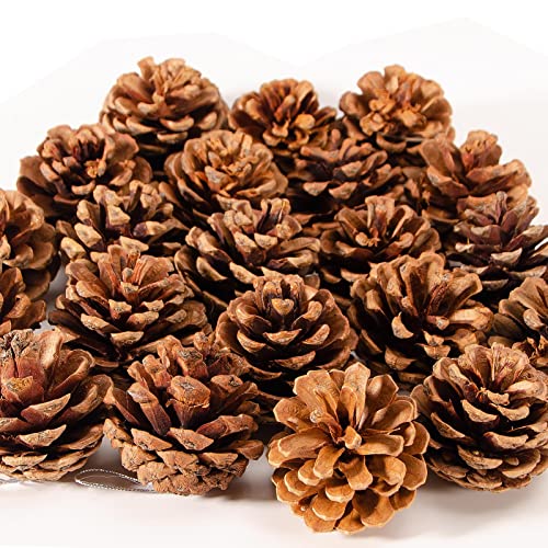Natural Pine Cones for Christmas Crafts & Decorations - 24 Pack, 1.57-1.96 Inch, Variation: Nature