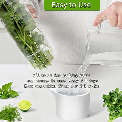 Herb Saver for Refrigerator - Fresh Herb Keeper Container for Cilantro, Parsley, Mint, Asparagus