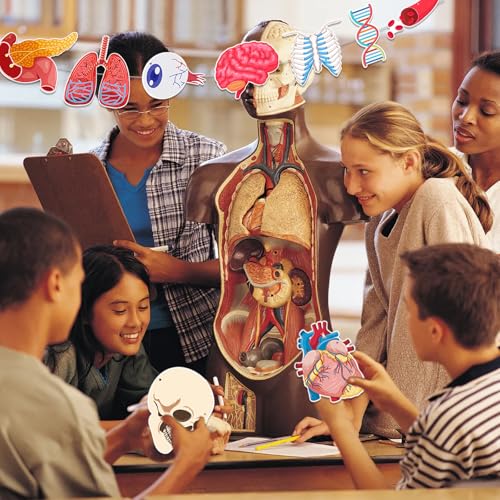 Anatomy Themed Hanging Banner - 28 Pcs Human Body Parts Cutouts
