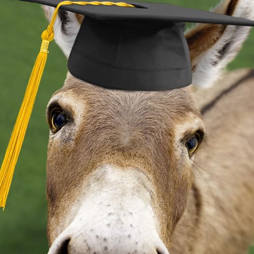 Funny Graduation Card - Smart Donkey by Hallmark