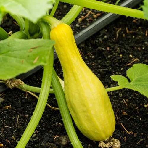 Straightneck Squash Seeds - 30 Heirloom Seeds for Summer Garden