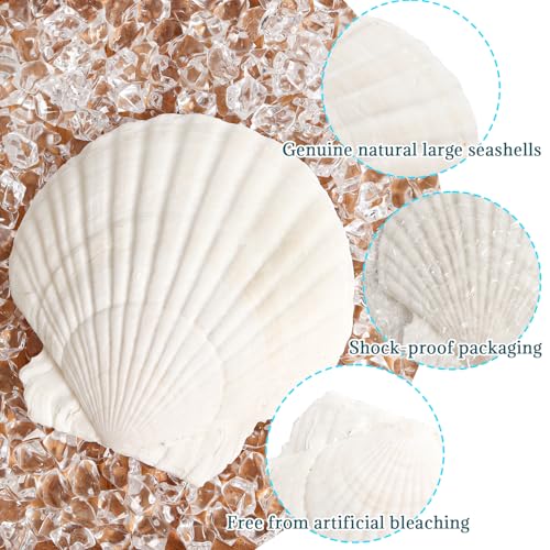 8 PCS Natural Scallop Seashells for Crafts, 4-5 Inch Large Clam Shells