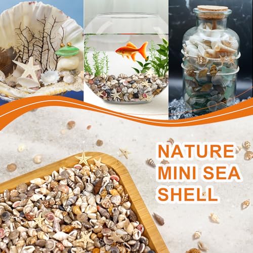 1200 Mini Seashells Set with Starfish for Crafting & Decor