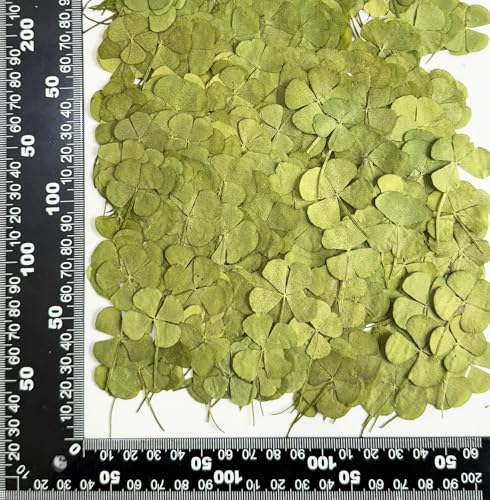 24 Mini Real Pressed Four Leaf Clover Flowers for Crafting