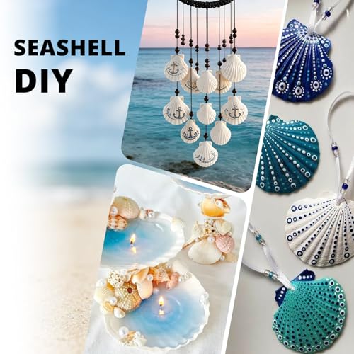 30PCS 2.5-3 Inch Natural White Scallop Shells for Crafts, Decor & Aquariums