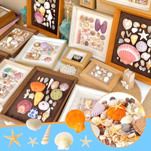 Mixed Sea Shells for Crafts, 7oz Beach Seashells & Starfish Decor