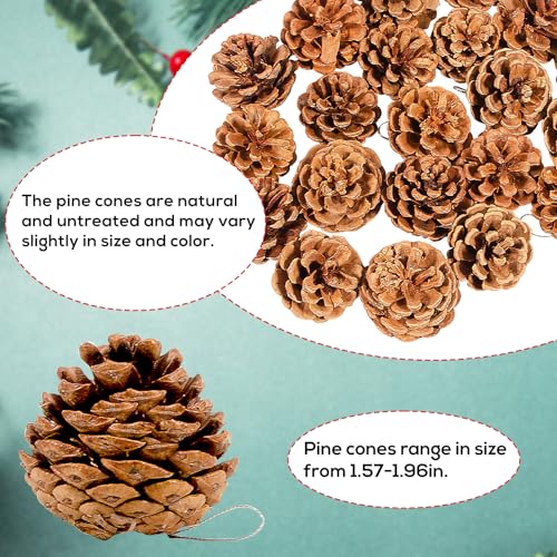 Natural Pine Cones for Christmas Crafts & Decorations - 24 Pack, 1.57-1.96 Inch, Variation: Nature