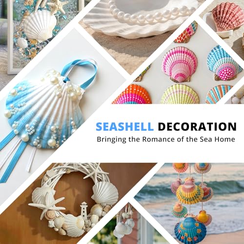 30PCS 2.5-3 Inch Natural White Scallop Shells for Crafts, Decor & Aquariums
