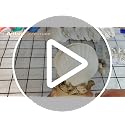 30 Natural Scallop Shells 2.3-3'' for DIY Crafts & Home Décor