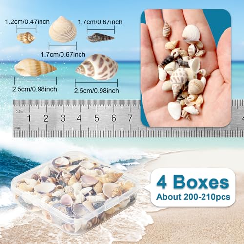 Natural Mixed Seashells for Crafts - 550 Piece Mini Shell Set for Decor