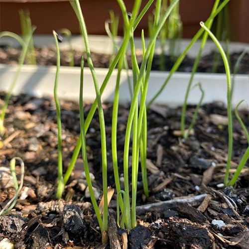 White Sweet Spanish Onion Seeds - Heirloom, 1 Pack for Planting