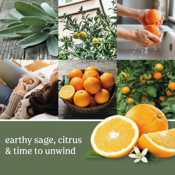 Yankee Candle Small Tumbler Scented Single Wick Jar Candle, Sage & Citrus, Over 20 Hours of Burn Time, 4.3 Ounce (Pack of 2)