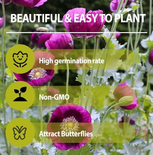 Purple Poppy Flower Seeds by 4200+ | Heirloom Non-GMO Seeds for a Colorful Garden