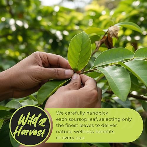 Akshit Whole Dried Soursop Leaves - 200 Count Natural Graviola Leaf Tea