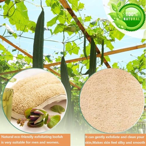 Natural Loofah Exfoliating Body Scrubber Sponge 2-Pack for Shower