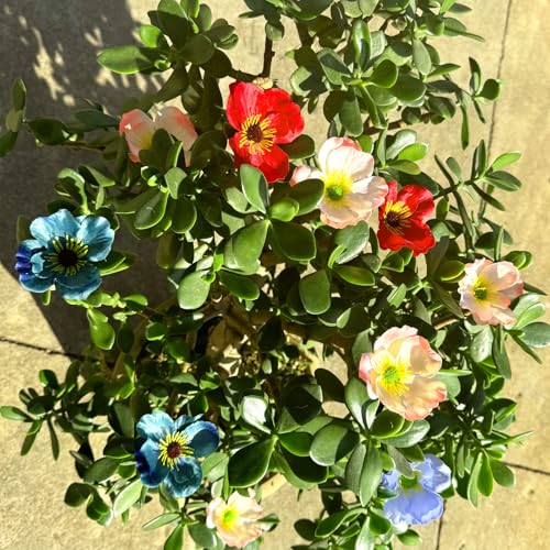 Artificial Poppy Flower Heads 20pcs Light Blue Silk Fake Flowers