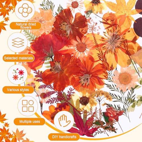 100 Pcs Real Natural Dried Pressed Flowers – Orange Botanical Decor