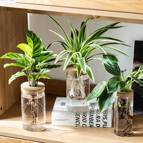 Set of 2 Glass Propagation Vases for Plants - Large & Small