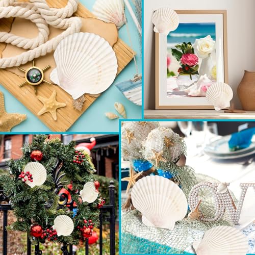 8 PCS Natural Scallop Seashells for Crafts, 4-5 Inch Large Clam Shells