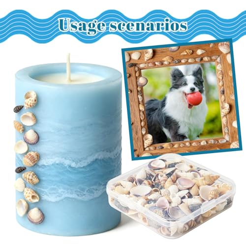 Natural Mixed Seashells for Crafts - 550 Piece Mini Shell Set for Decor