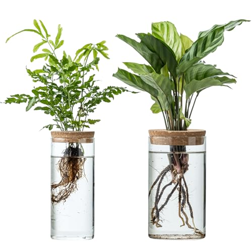 Set of 2 Glass Propagation Vases for Plants - Large & Small