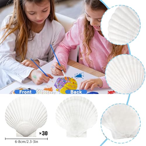 30 Natural Scallop Shells 2.3-3'' for DIY Crafts & Home Décor