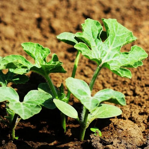 Sugar Baby Watermelon Seeds - Heirloom, Non-GMO, 1 Pack