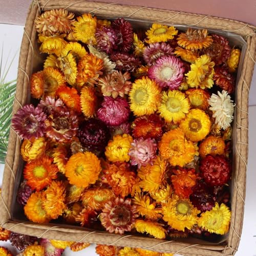Asenfish 45-60pcs Natural Dried Flower Heads for Crafts & Decor