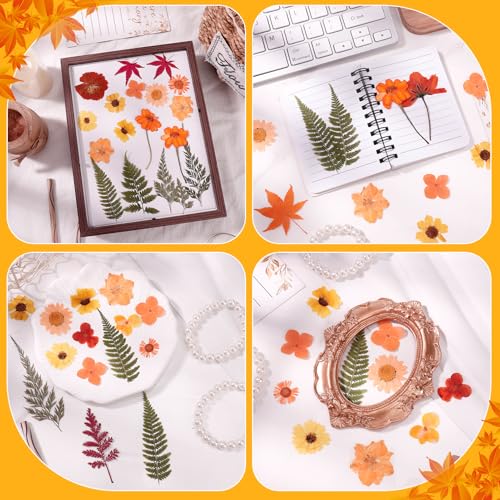 100 Pcs Real Natural Dried Pressed Flowers – Orange Botanical Decor