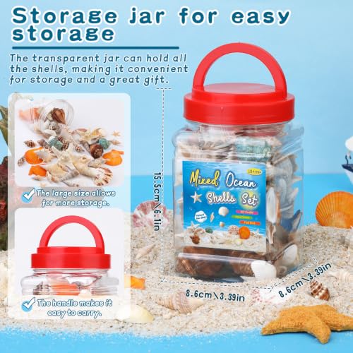Natural Seashells and Starfish Set for Crafts - 60 Assorted Pieces