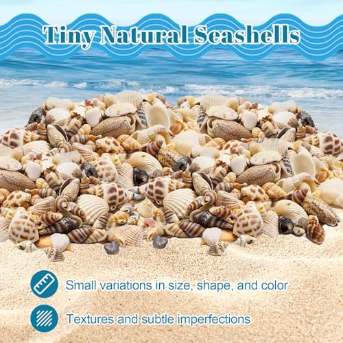 Natural Mixed Seashells for Crafts - 550 Piece Mini Shell Set for Decor