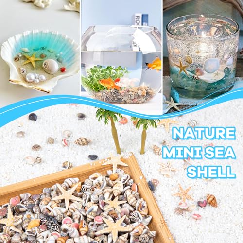 1200 PCS Natural Tiny Seashells & Starfish for Crafts & Decor